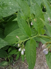 Symphytum officinale