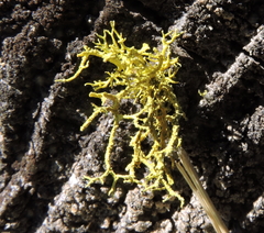 Fungi