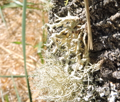 Fungi