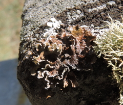 Fungi