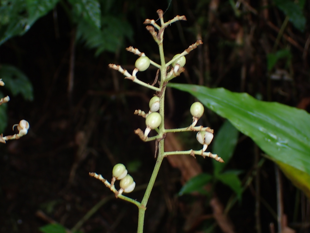 Cỏ lá tre kiểng – Pollia secundiflora