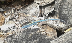 Cnemidophorus espeuti