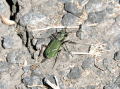 Cicindela purpurea