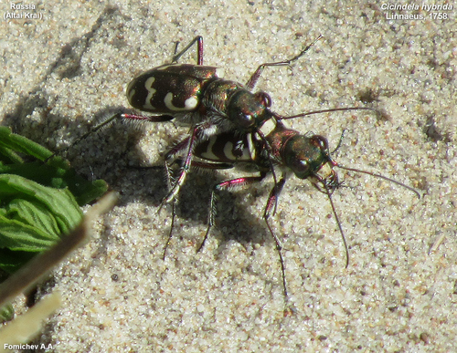 Northern Dune Tiger Beetle photo 5