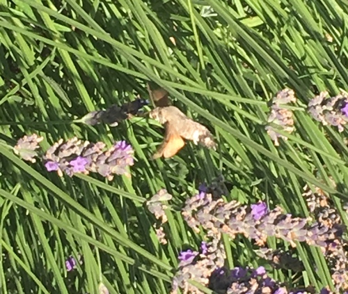 Macroglossum stellatarum