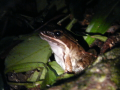 Lithobates maculatus