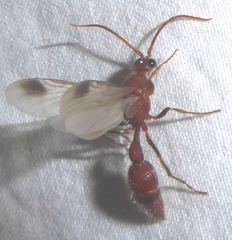 Chyphotes belfragei