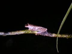 Plectrohyla dasypus