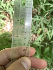 Muhlenbergia tenuiflora
