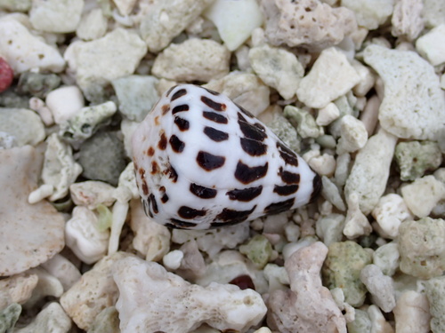 Conus ebraeus observed 2025-01-20
