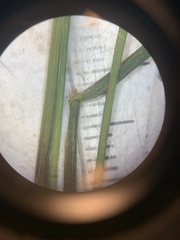 Muhlenbergia tenuiflora