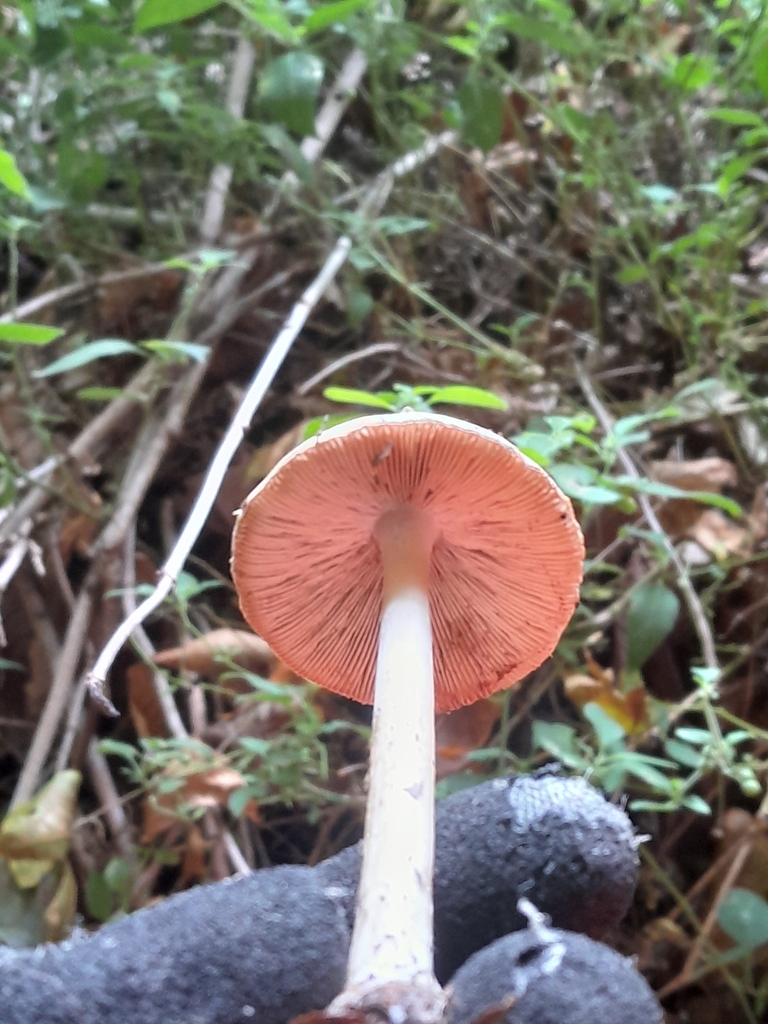 Volvopluteus gloiocephalus · January 2025 · photo: © hannah_whittall (iNaturalist, cc-by)