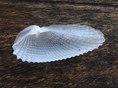 Cyrtopleura
