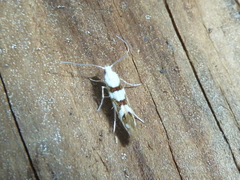 Argyresthia