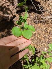 Berberis rotundifolia, photograph Hayden Jones, CC BY, iNaturalist via GBIF