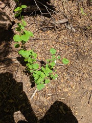 Hayden Jones, CC BY, iNaturalist via GBIF Berberis rotundifolia, photograph Hayden Jones, CC BY, iNaturalist via GBIF