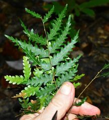 Wairambar Rainforest, CC BY, iNaturalist via GBIF Synima serrata, photograph Wairambar Rainforest, CC BY, iNaturalist via GBIF