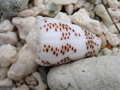 Conus pulicarius observed 2025-01-20