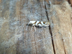 Argyresthia