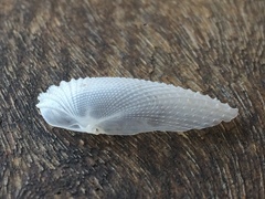 Cyrtopleura