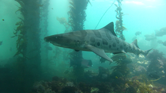 Leopard Shark photo 2