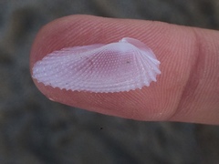 Cyrtopleura