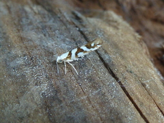 Argyresthia