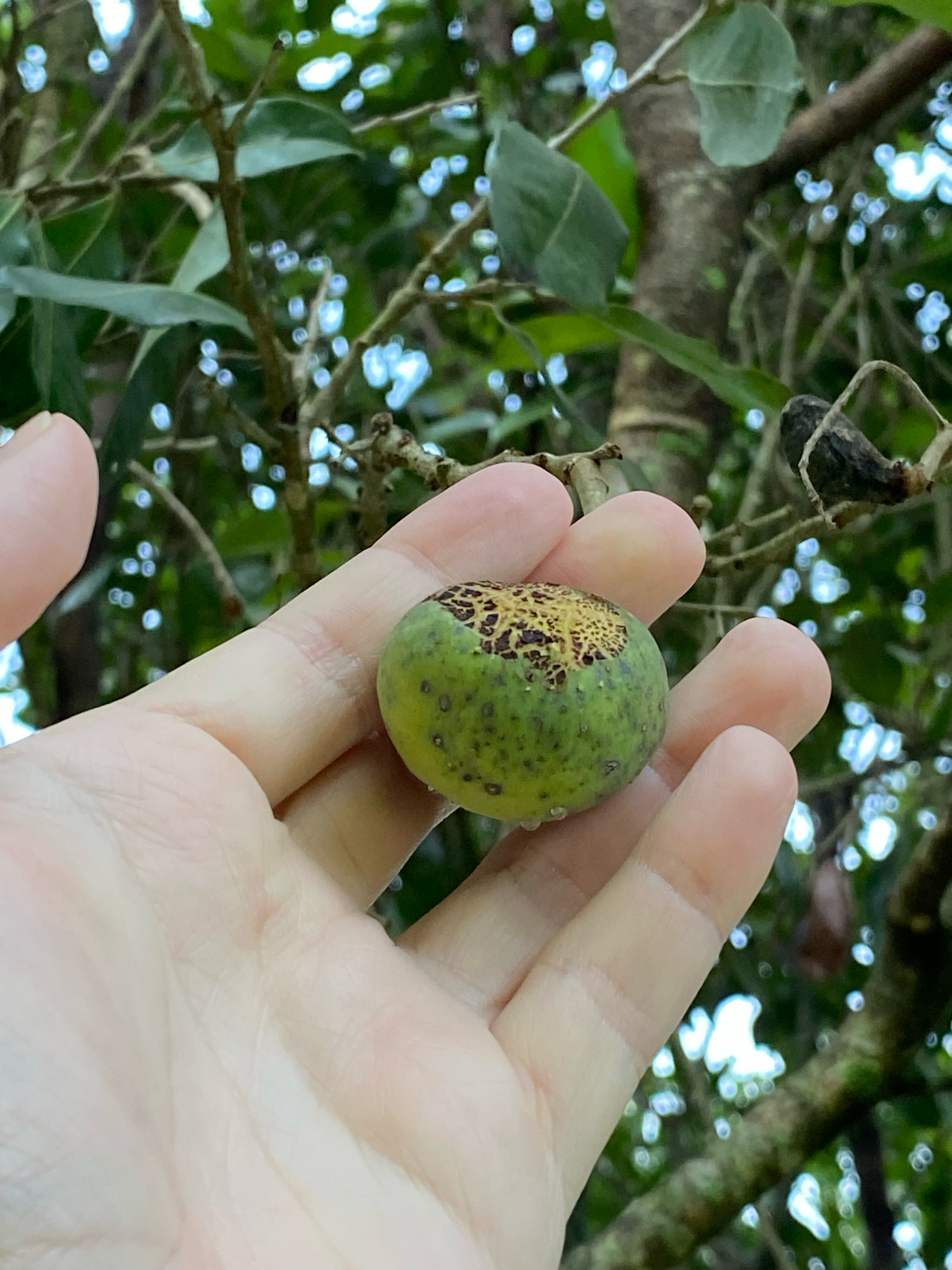 Imagem de Oiti