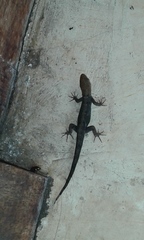 Gonatodes albogularis fuscus