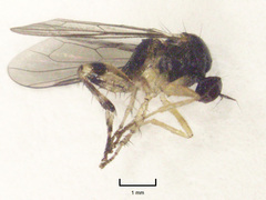 Ocydromiinae