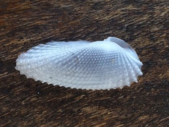 Cyrtopleura