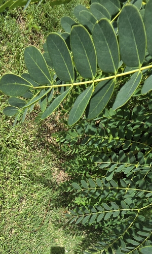 Foto de Albizia