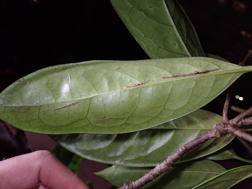 Image of Corynocarpus Similis (Corynocarpus similis) by (c) Dominik Maximilián Ramík, some rights reserved (CC BY)