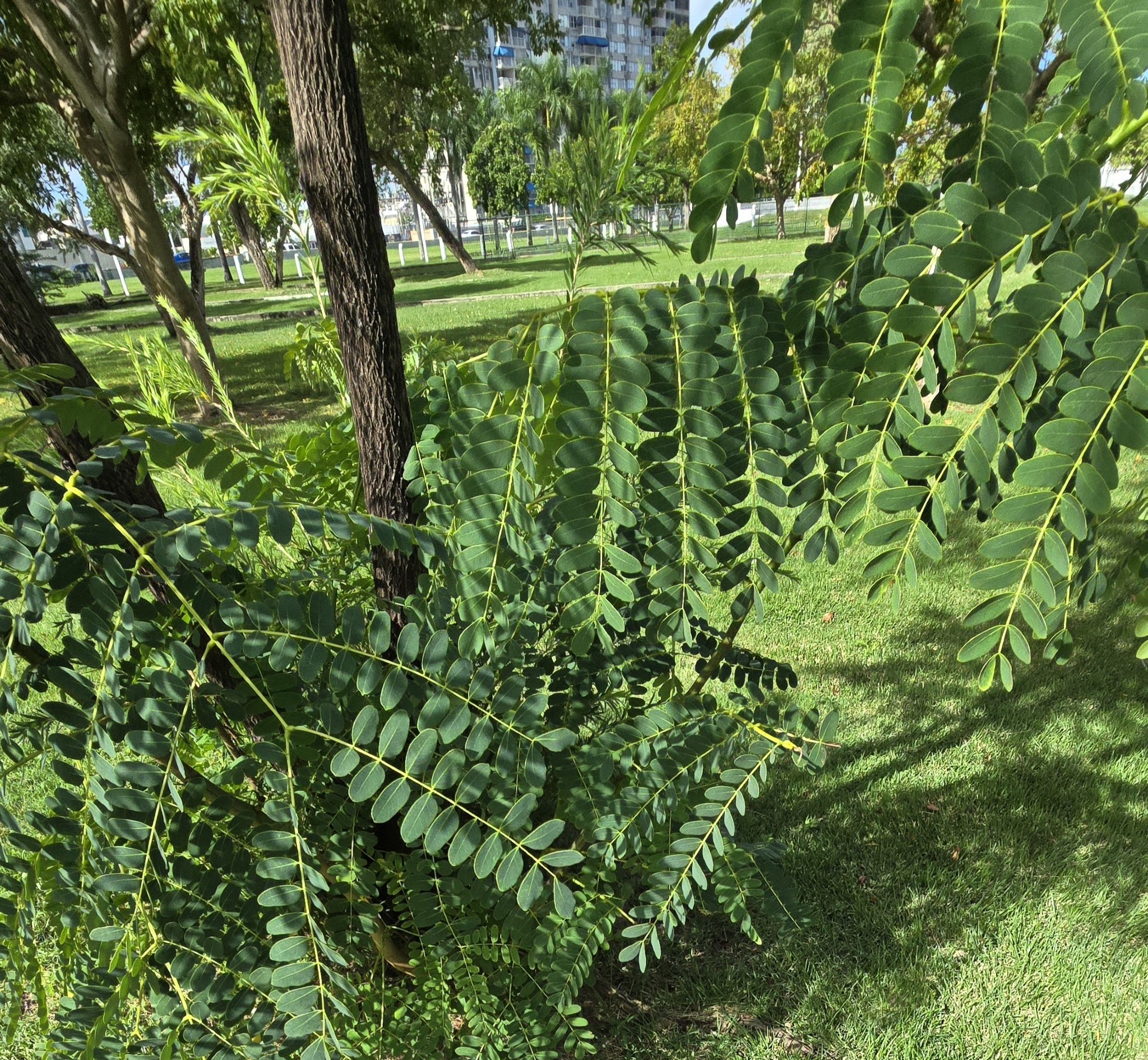 Imagem de Albizia