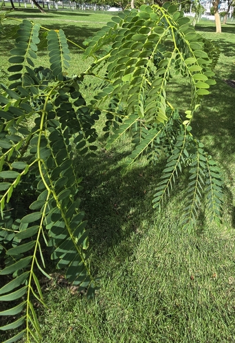 Foto de Albizia