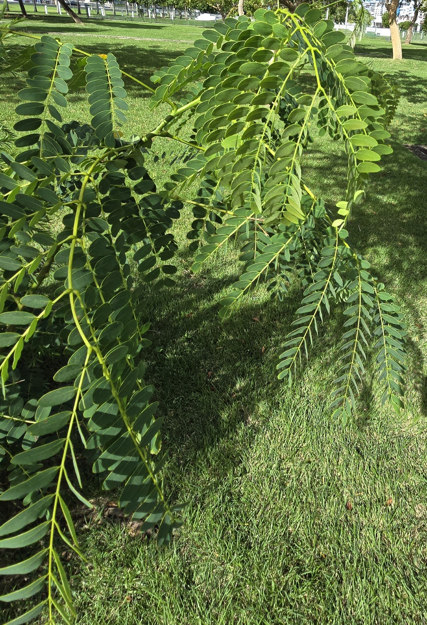 Imagem de Albizia