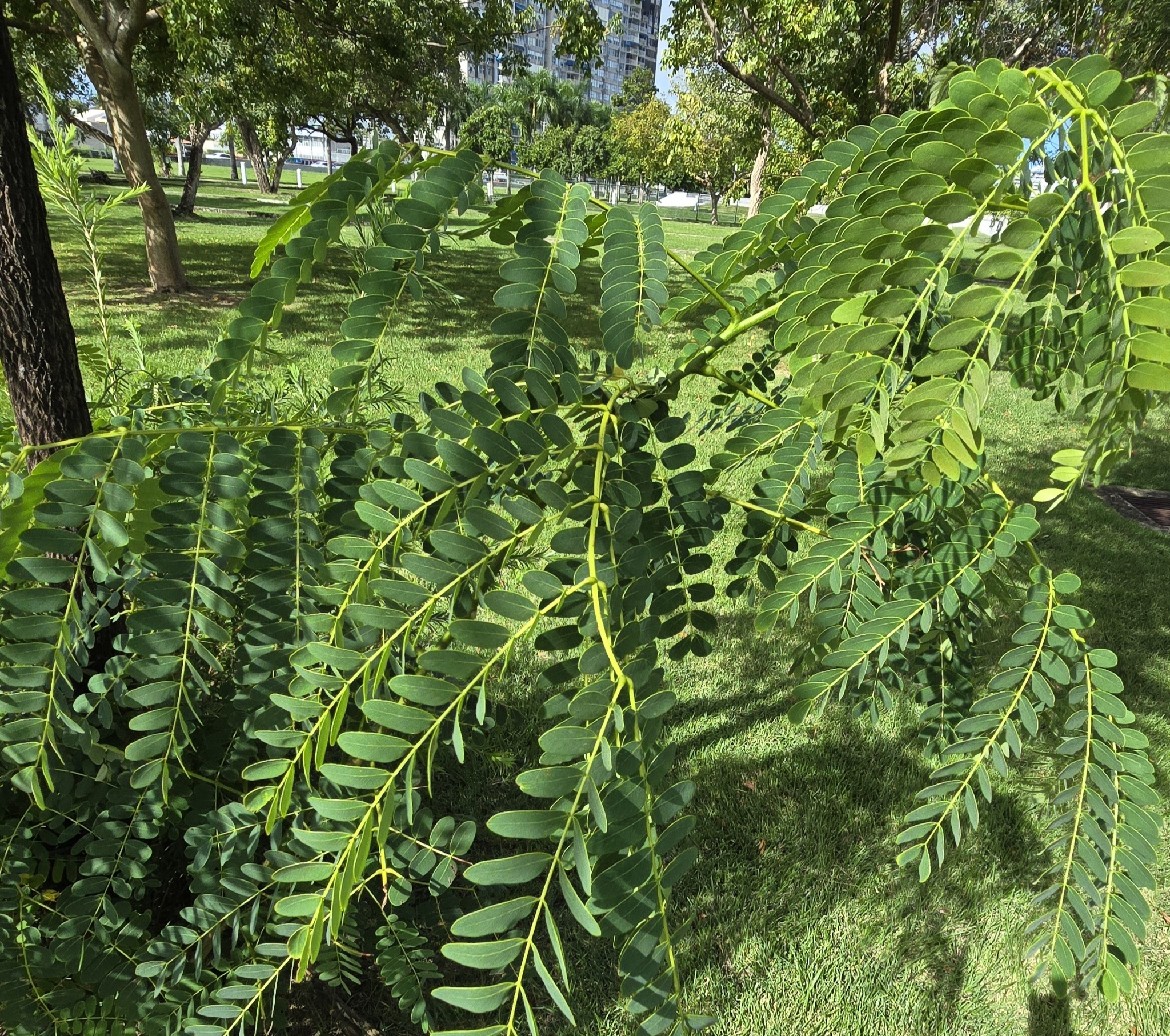 Imagem de Albizia