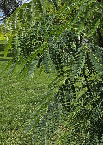 Foto de Albizia