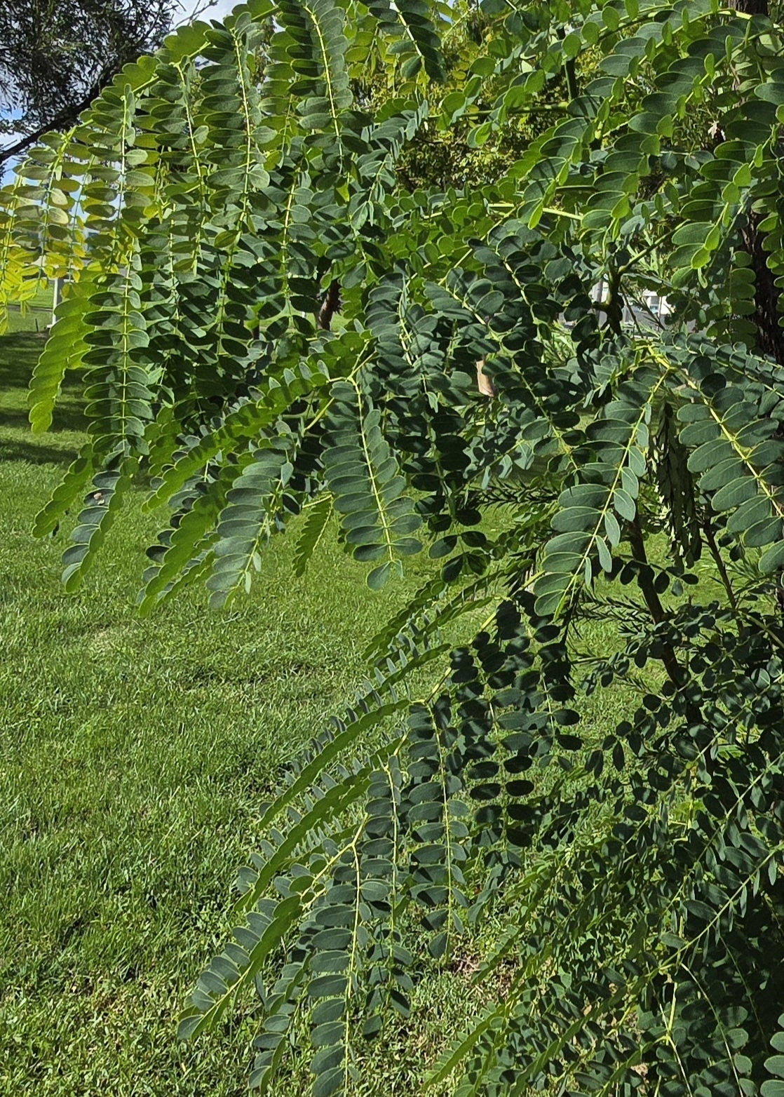 Imagem de Albizia