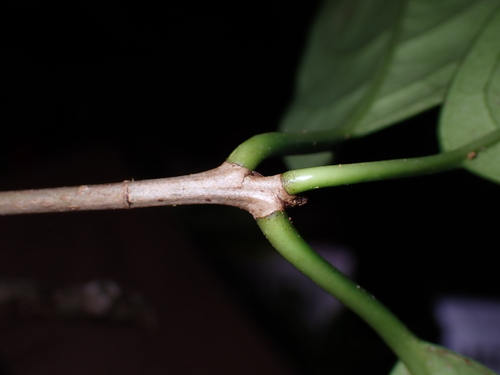 Image of Corynocarpus Similis (Corynocarpus similis) by (c) Dominik Maximilián Ramík, some rights reserved (CC BY)