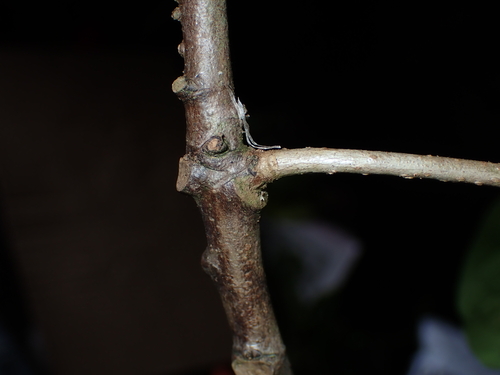 Image of Corynocarpus Similis (Corynocarpus similis) by (c) Dominik Maximilián Ramík, some rights reserved (CC BY)