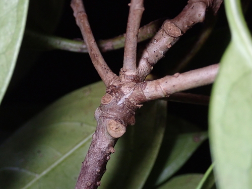 Image of Corynocarpus Similis (Corynocarpus similis) by (c) Dominik Maximilián Ramík, some rights reserved (CC BY)