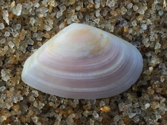Eurytellina