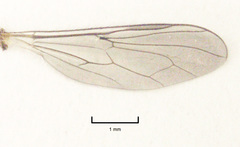 Ocydromiinae