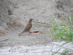 Turdus grayi