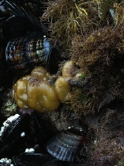 Leathesia marina