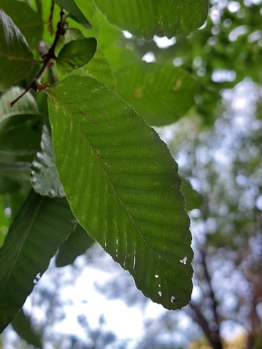 Foto de Raulí