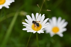 Eristalis obscura