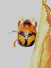 Bolbocerosoma lepidissimum