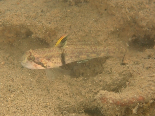 Banded gudgeon goby (Redigobius balteatus) — Gobiidae — 4